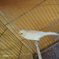 قناری ماده آماده جفت