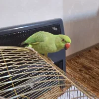 طوطی ملنگوی چست و چابک|پرنده|چمران, |دیوار