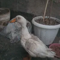 غاز سالم
