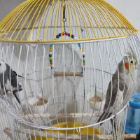 پرنده