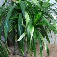 گل پاندانوس بزرگ و زیبا