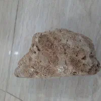 فسیل