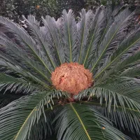 سیکاس ۲۵ ساله