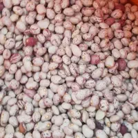 لوبیا چیتی یک دست وتمیز