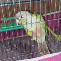 گرینجیک|پرنده|گنبد کاووس, |دیوار
