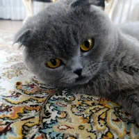 اسکاتیش بلو پسر