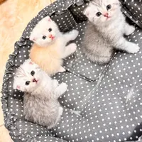 گربه سیلور اسکاتیش