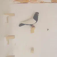 کفتر سین سیا