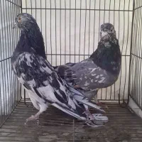 کبوتر سرور