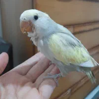 طوطی برزیلی توسی|پرنده|تهران, باشگاه نفت|دیوار