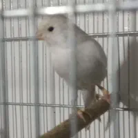 قناری ماده سیلور|پرنده|شیراز, نصر|دیوار