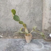 گل فروشی|گل و گیاه طبیعی|خزل, |دیوار