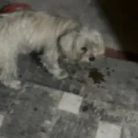 واگذاری رایگان سگ شیتزو مالتیز