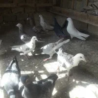 ۳۵ عدد پرنده نر ماده مقلف قاطی بیشتر نر تهران قدیم|پرنده|قزوین, |دیوار