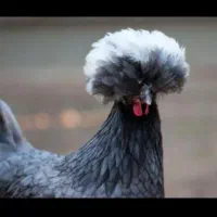 تخم مرغ نطفه دار کاکلی طوسی