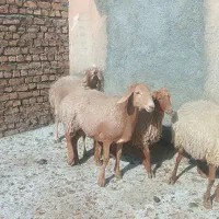 دو عدد میش درجه یک|حیوانات مزرعه|شیروان (خراسان), |دیوار