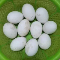 تخم غاز تازه