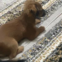 توله سگ نژادپیکینز