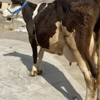 گاو سیمینتال ۲۰ کیلو شیر