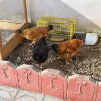 مرغ|حیوانات مزرعه|گنبد کاووس, |دیوار