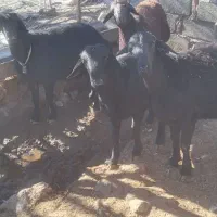 قوچ|حیوانات مزرعه|خورش رستم, |دیوار