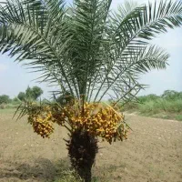 زمین کشاورزی مهدی آباد