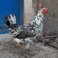 تخم مرغ نطفه دار|حیوانات مزرعه|جهرم, |دیوار