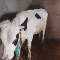 گاو نر سیصد وسی کیلویی|حیوانات مزرعه|تاکستان, |دیوار