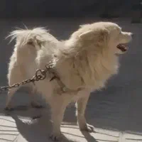 واگزاری سگ پامر|سگ|مرودشت, استادیوم‎|دیوار