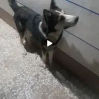 سگ هاسکی چشم تا به تا