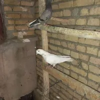 سلام چند جفت تهرانی|پرنده|کرمانشاه, |دیوار