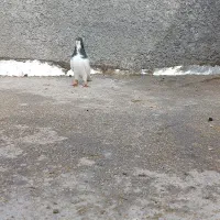 کفتر یال سبز سینه خوب