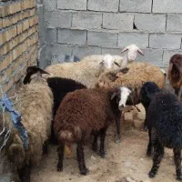 میش وبره درجه 1