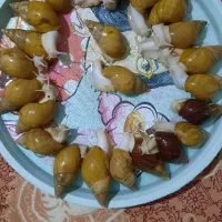 حلزون سوپر مولد