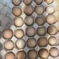 تخم بوقلمون و غاز و شاخدار