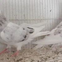 کفتر