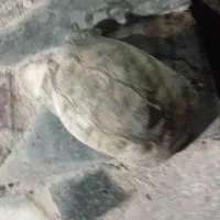 فروش حیوان خانگی