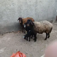 میش و بره دوعدد|حیوانات مزرعه|تربتحیدریه, بالا ولایت|دیوار