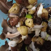 حلزون|خزنده|نسیم‌شهر, |دیوار