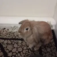 خرگوش لوپ|موش و خرگوش|تهران, هلال احمر|دیوار