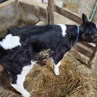 گوساله نر شیرخوار