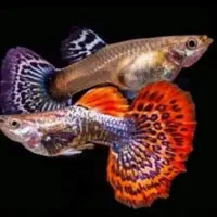 مولی پلاتی گوپی زبرا کالر آنجل  تایگر لاک آکواریوم