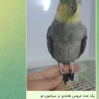 عروس سخنگو جایزه برای پیداکردن