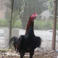 خروس لاری 8ماهه