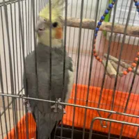 یک جفت عروس هلندی|پرنده|تهران, افسریه شمالی|دیوار