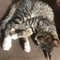 گربه دی اس اج