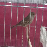 قناری ماده رسمی