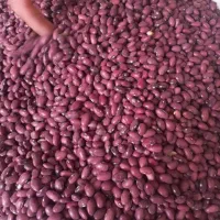 لوبیا قرمز