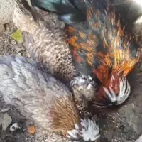 فروش تخم مرغ نطفه دار سلطان تازه اصیل فول