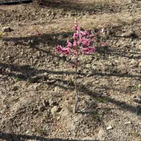 زمین-دو-کاربره-باغ-و-صنعتی-اشترجان